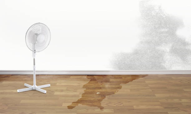 Best Mold removal after water damage  in Berry College, GA
